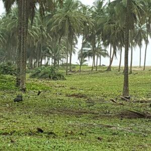 Terrain d’1 hectare Jacqueville (Addah)