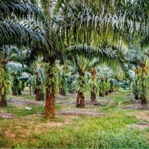 MISE EN VENTE UNE PARCELLE AGRICOLE